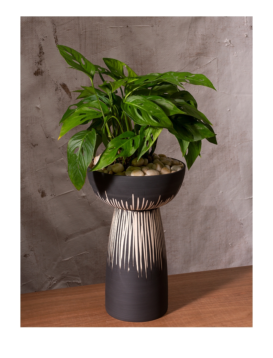 Shop Bellatrix compote