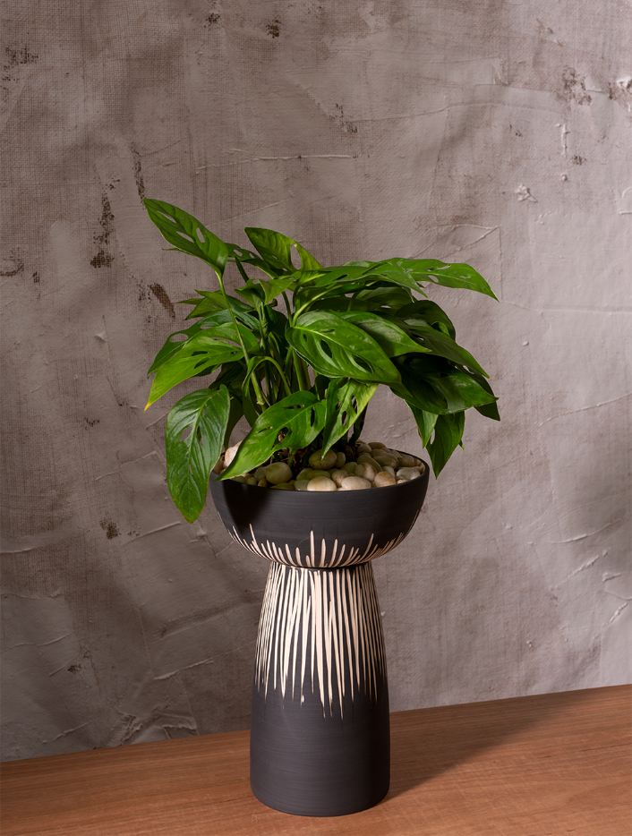 Shop Bellatrix compote