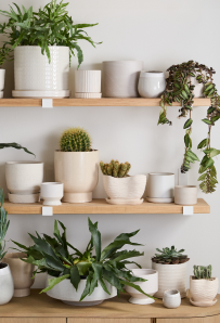 new plant products